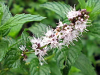 Mentha spicata